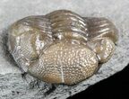 Wide, Enrolled Eldredgeops Trilobite - Ohio #55457-1